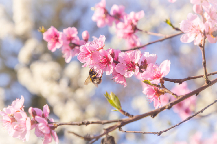 Tavaszias idő várható a húsvéti hosszú hétvégén
